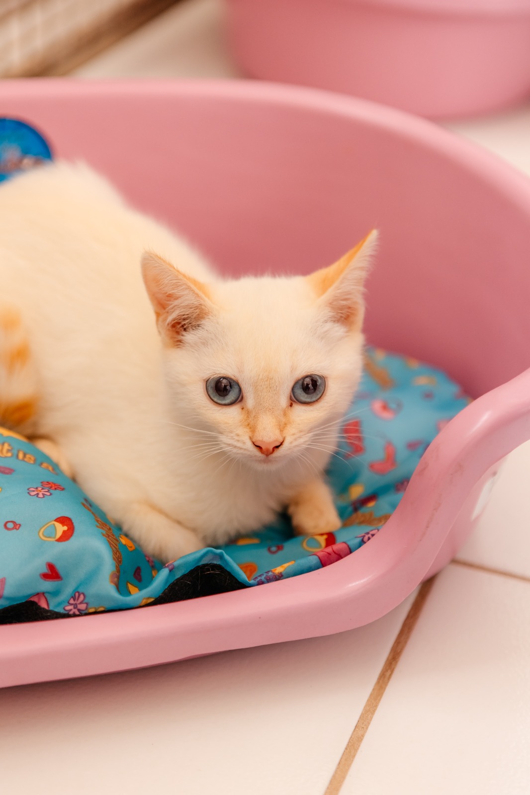 CCZ de São Bernardo realiza feira de adoção de pets neste sábado