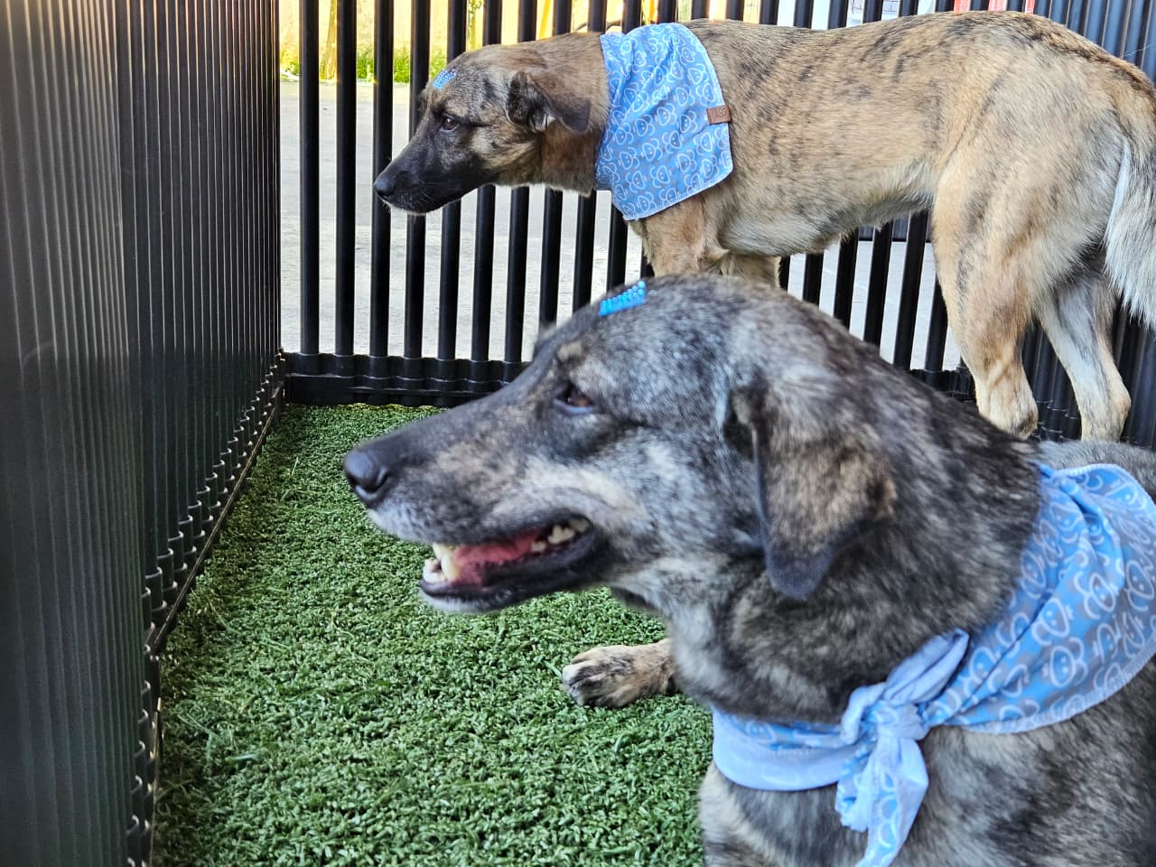 Projeto Tigela Cheia retorna neste sábado (28) com troca de garrafas PET por ração em Ribeirão Pires