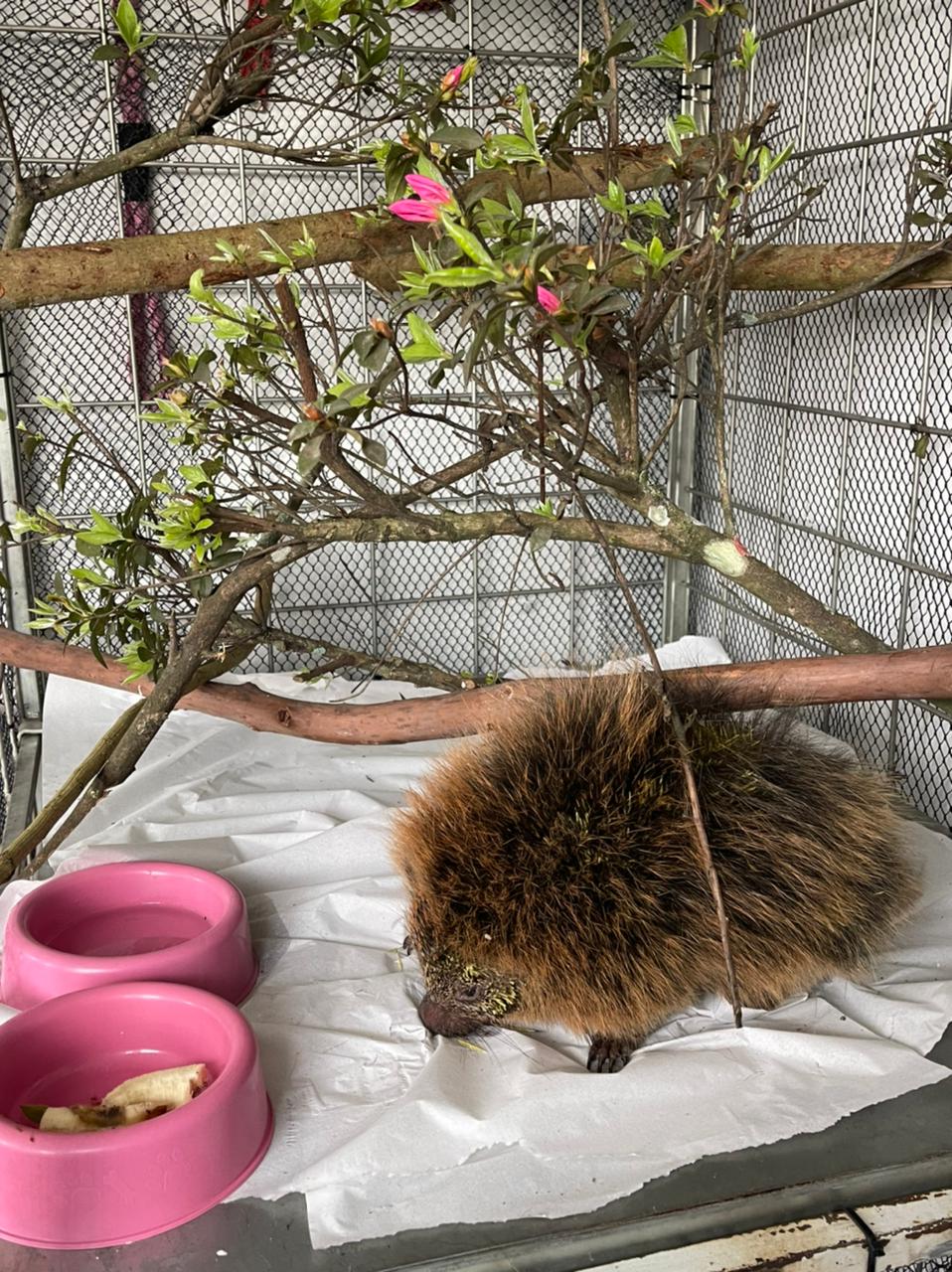 A equipe de proteção à Flora está dando os cuidados necessários ao animal- Divulgação/PMERP