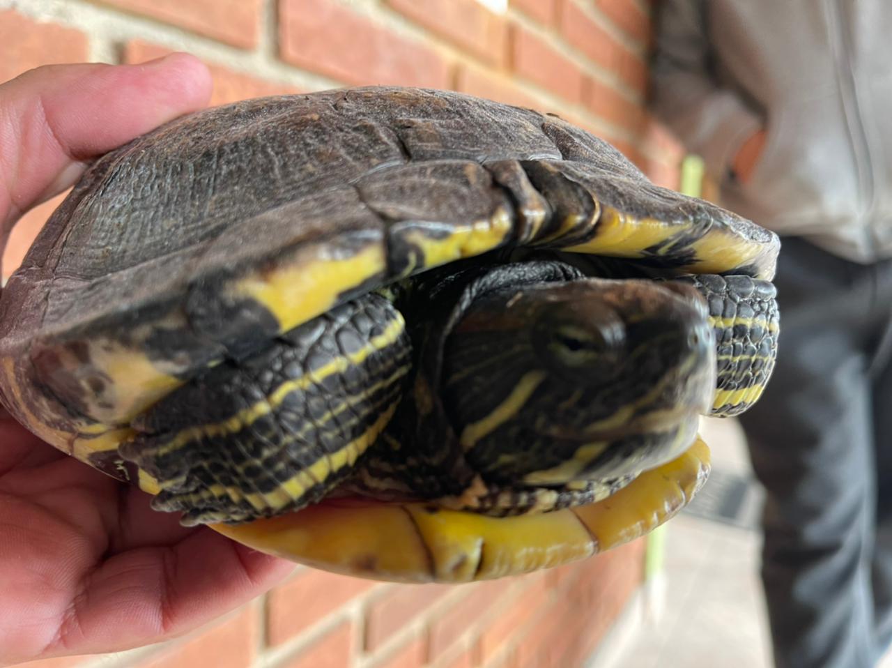 Uma Tartaruga Tigre D’água de Orelha Vermelha foi entregue voluntariamente por um munícipe foi cuidada e levada para a Reserva Ambiental Mata Atlântica de Ribeirão Pires - Divulgação/PMETRP