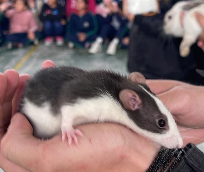 Crianças tiveram a oportunidade de interagir com animais do departamento. (Divulgação/PMETRP)