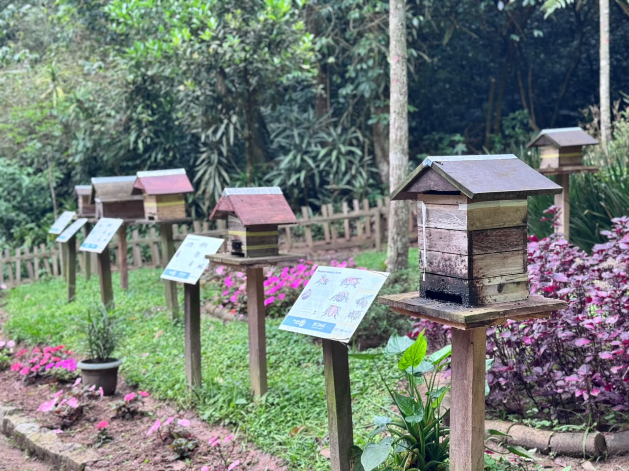 Abelhas da Mata amplia atuação e leva preservação de abelhas nativas para espaços públicos