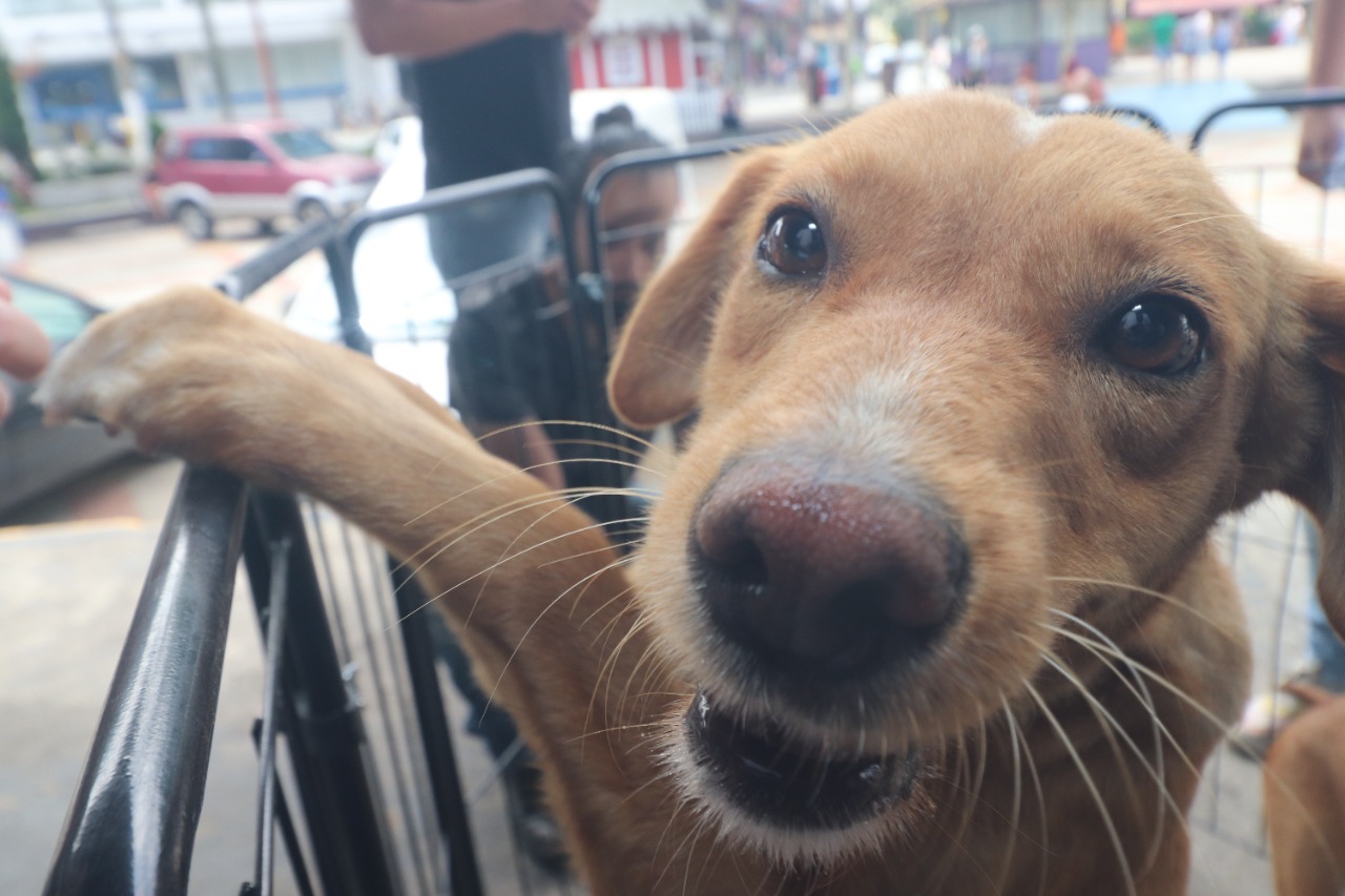 Cães e gatos que serão doados estão todos castrados ou com garantia de castração pela prefeitura. (PMETRP/Divulgação)