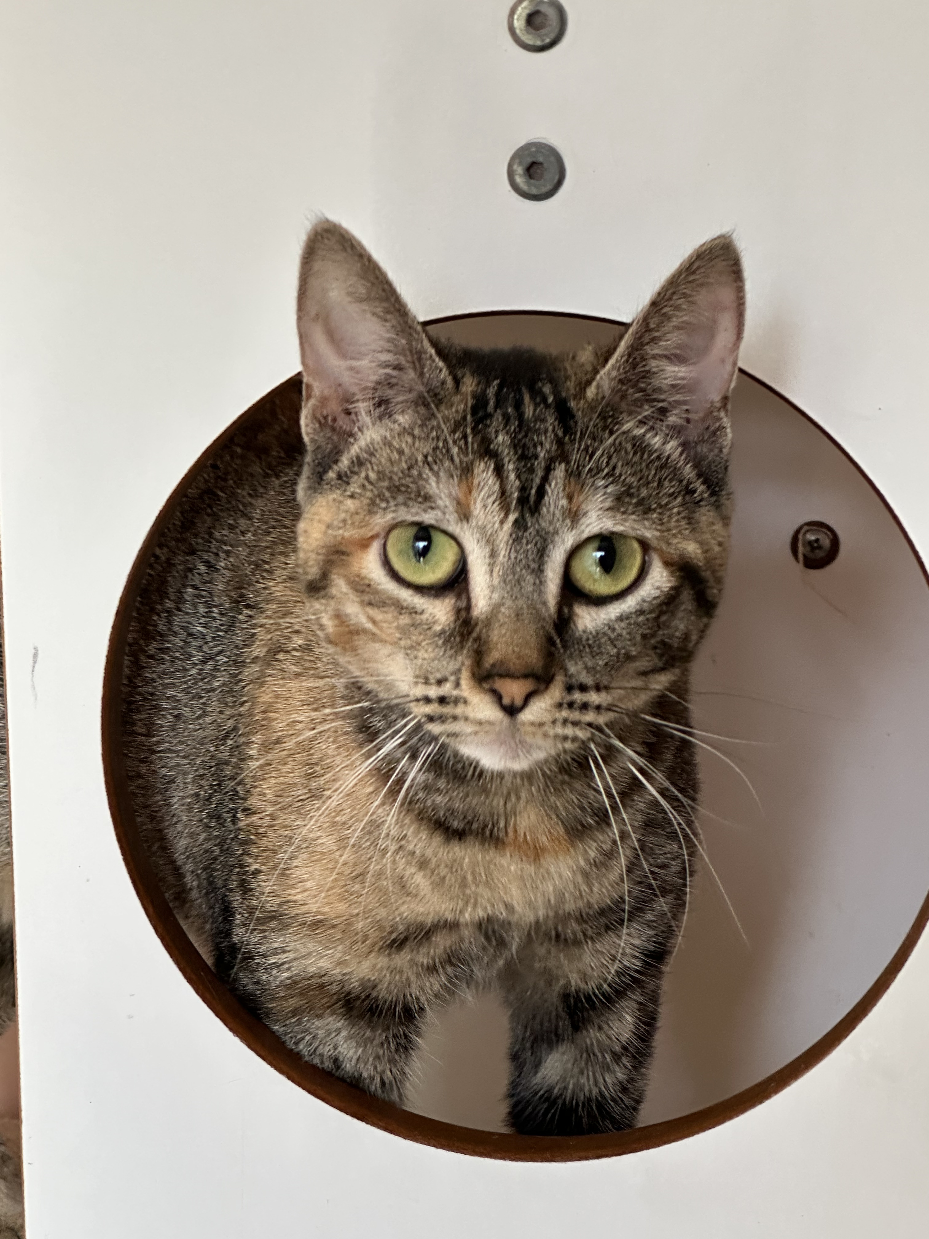 ParkShopping São Caetano recebe feira de adoção de pets em parceria com o Instituto Caramelo