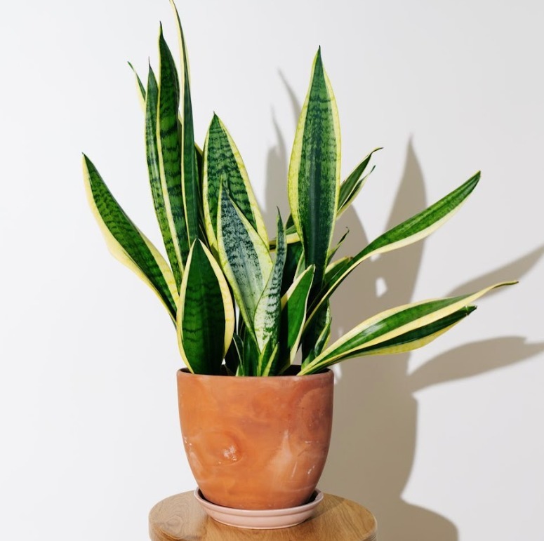 Plantas ganham protagonismo na renovação dos ambientes durante a temporada de calor