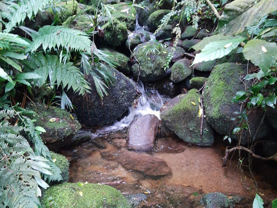 Fotos: Divulgação/PSA