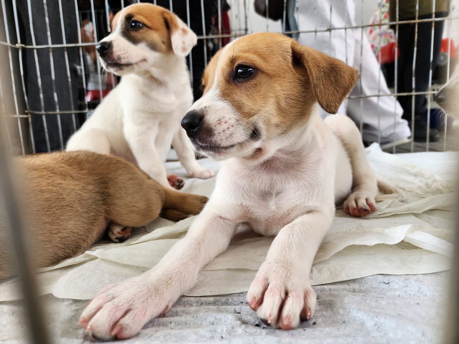 Esta é a primeira feira do ano, dando início ao calendário de eventos em prol do bem-estar animal em Ribeirão Pires. Divulgação/PMETRP