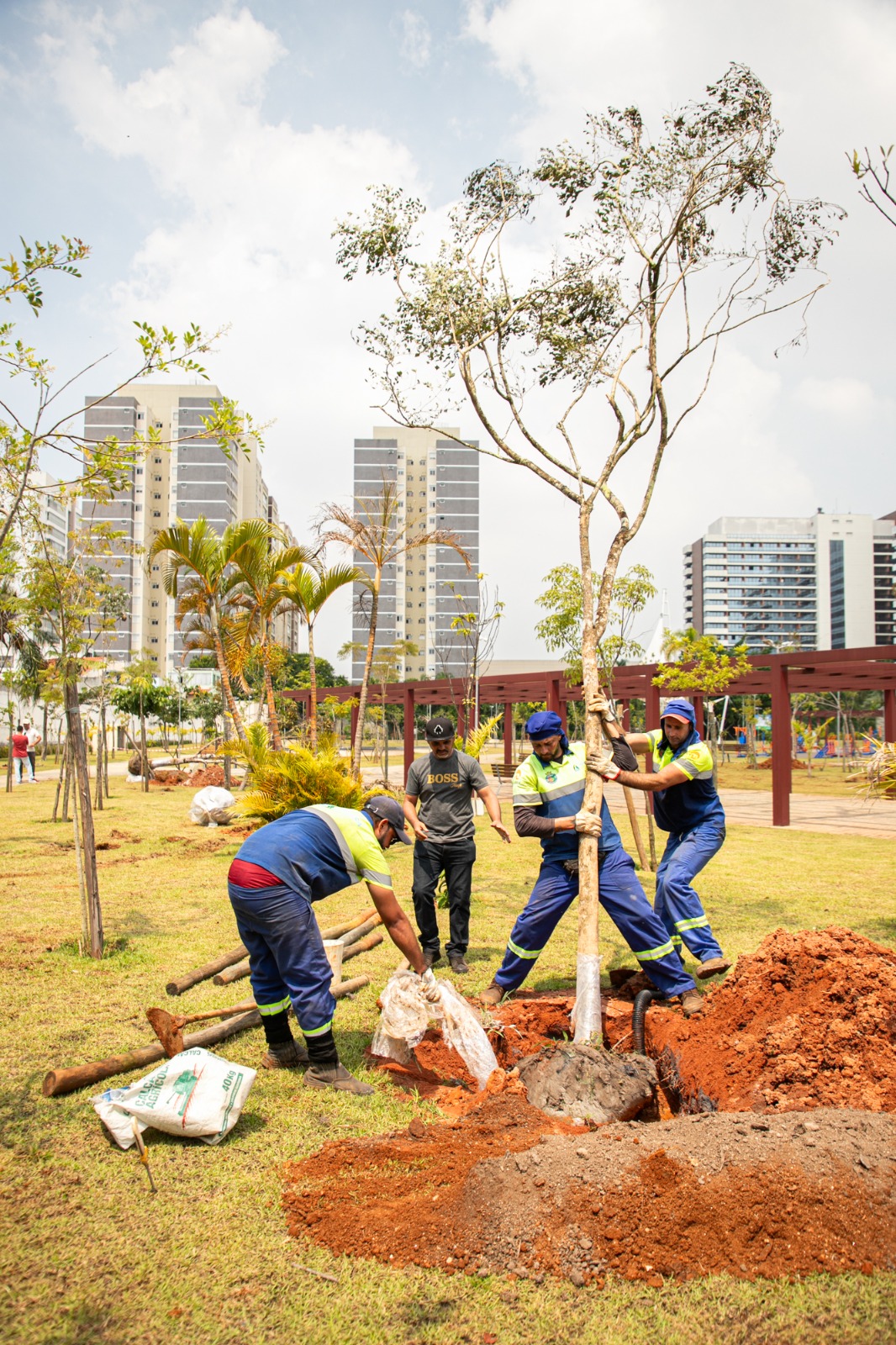 Prefeitura de São Caetano intensifica plantio de árvores adultas e amplia áreas de sombra nos parques municipais